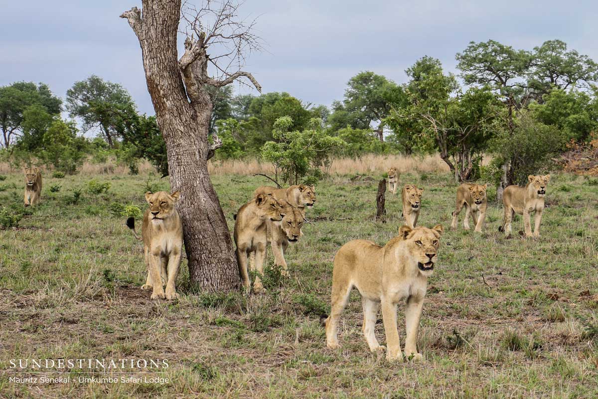 Mhangeni Pride - Sabi Sand