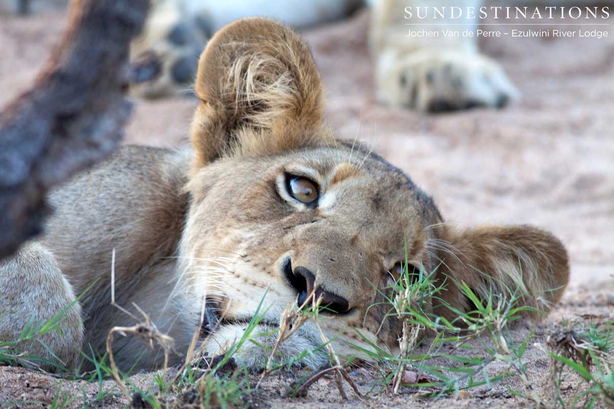 Olifants West Prid - Sub-adults