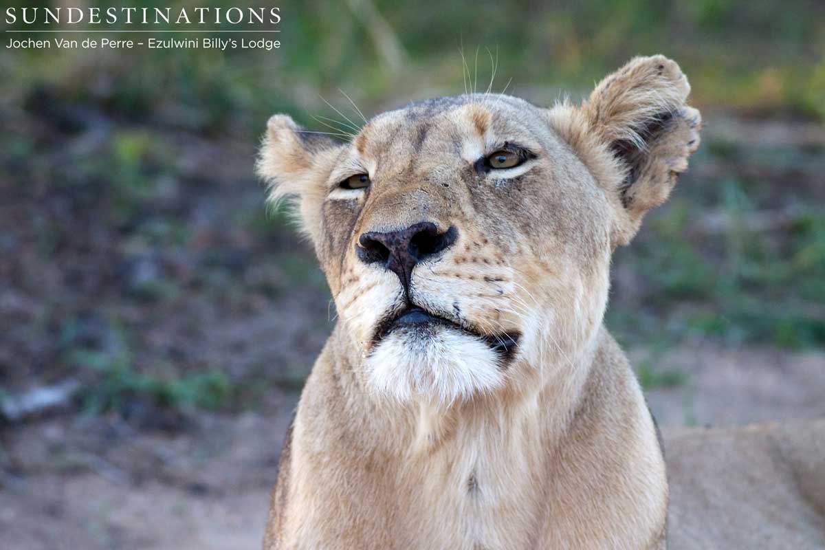 Olifants West Lionesses