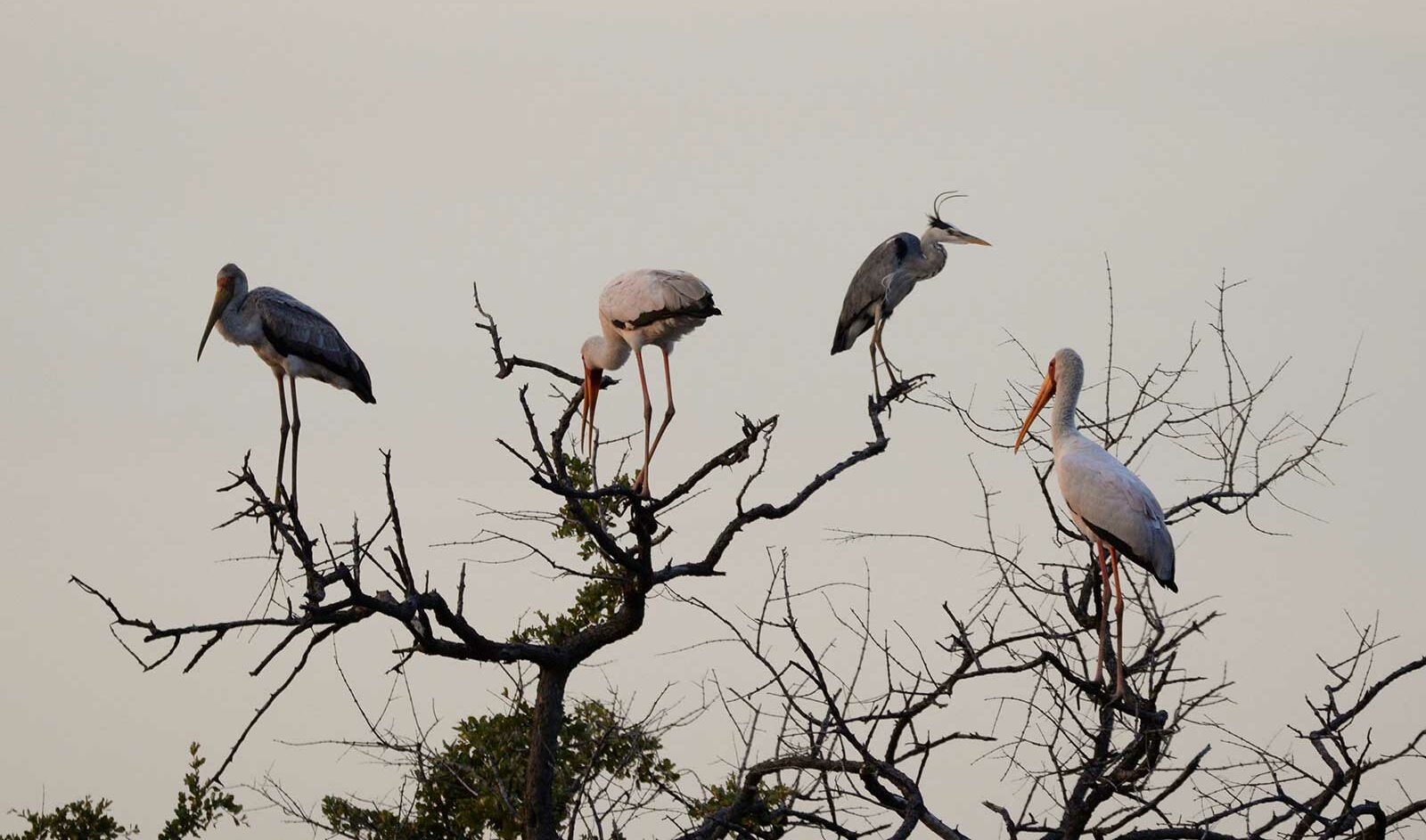 Yellow-billed storks and a grey heron Yellow-billed storks and a grey heron