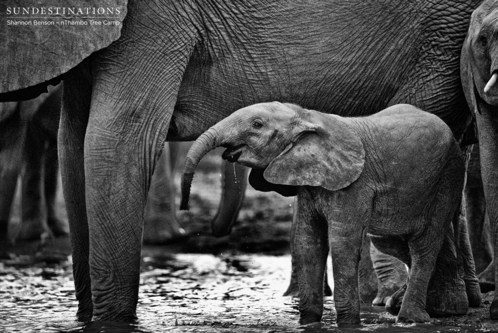 Thirsty baby elephant