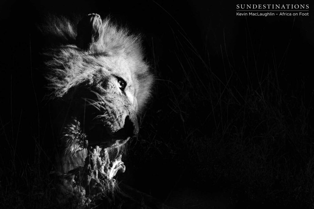 Trilogy male, midnight feast