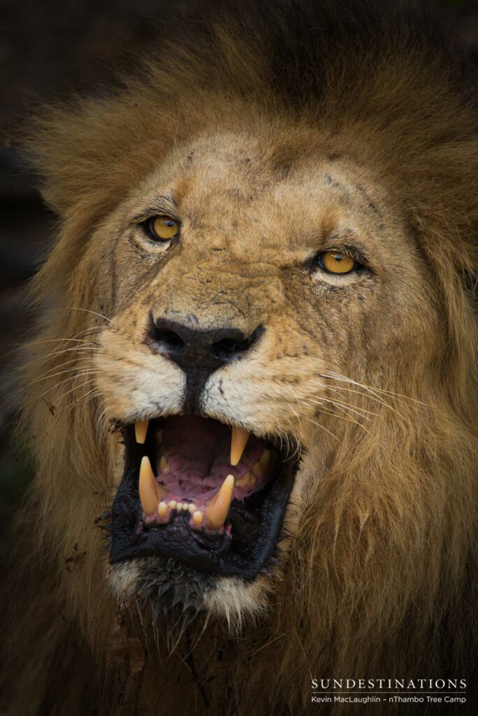 Trilogy male lion snarl Trilogy male lion snarl