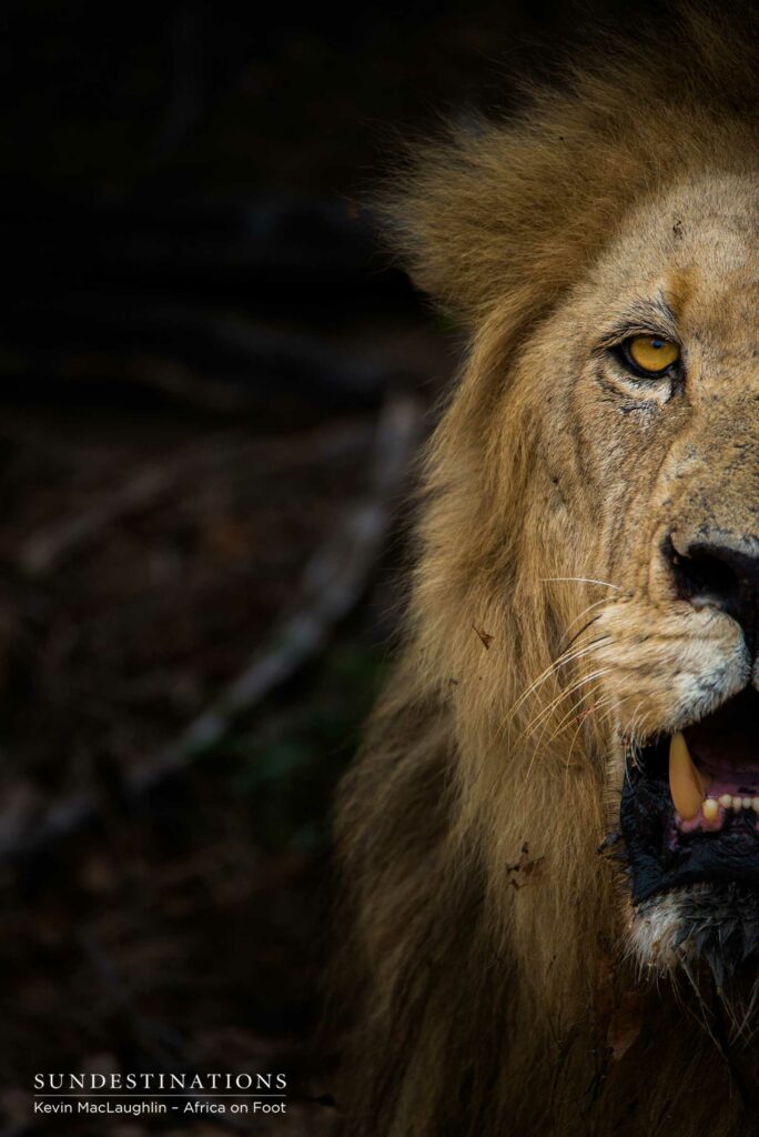 Trilogy lion face off Trilogy lion face off