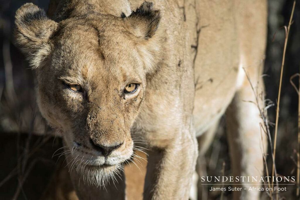 Ross Pride Lionesses