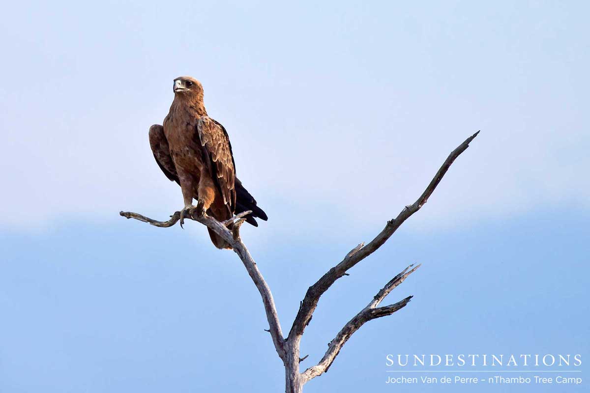 Eagle Eagle at nThambo Tree Camp