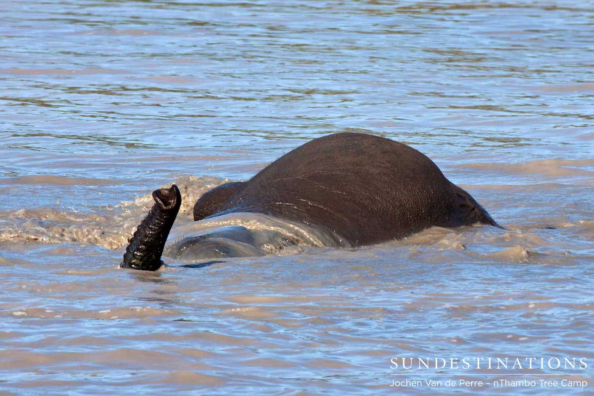 Elephant Snorkelling Elephant Snorkelling