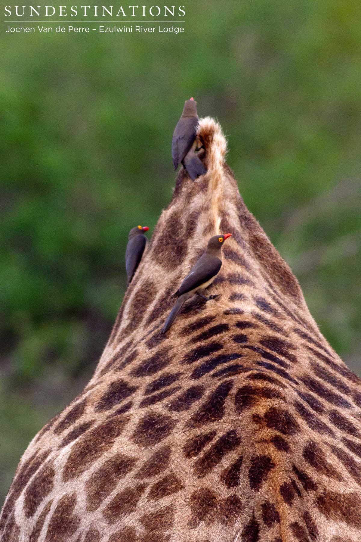 Oxpecker on Giraffe