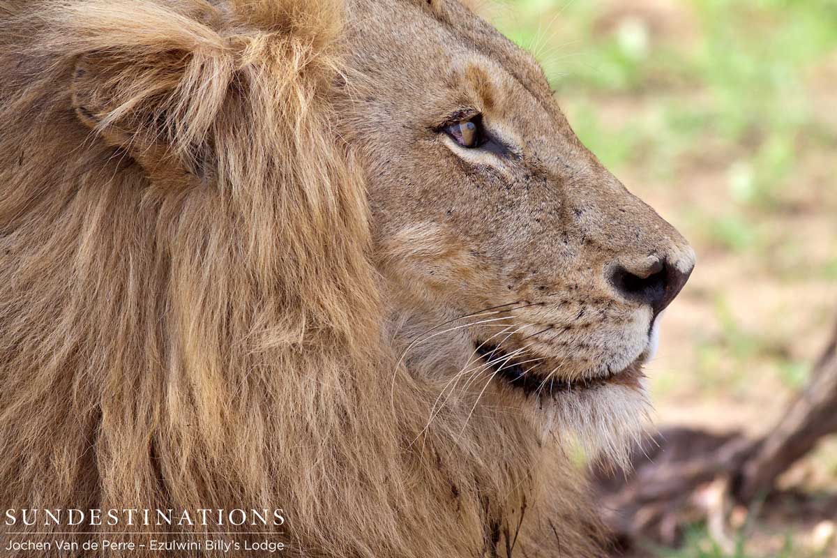 Duma from the Olifants West Pride