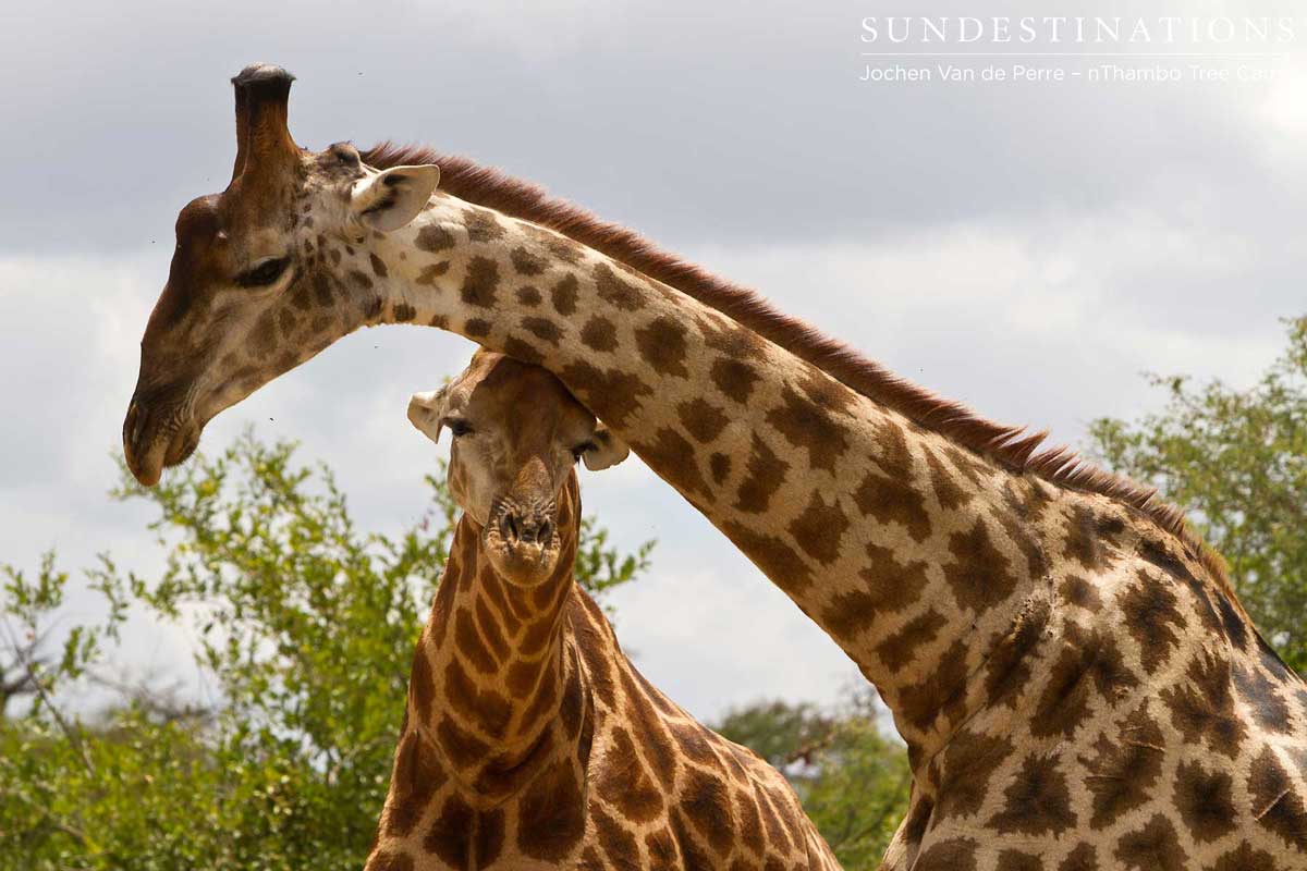 Giraffe Love Giraffe Love