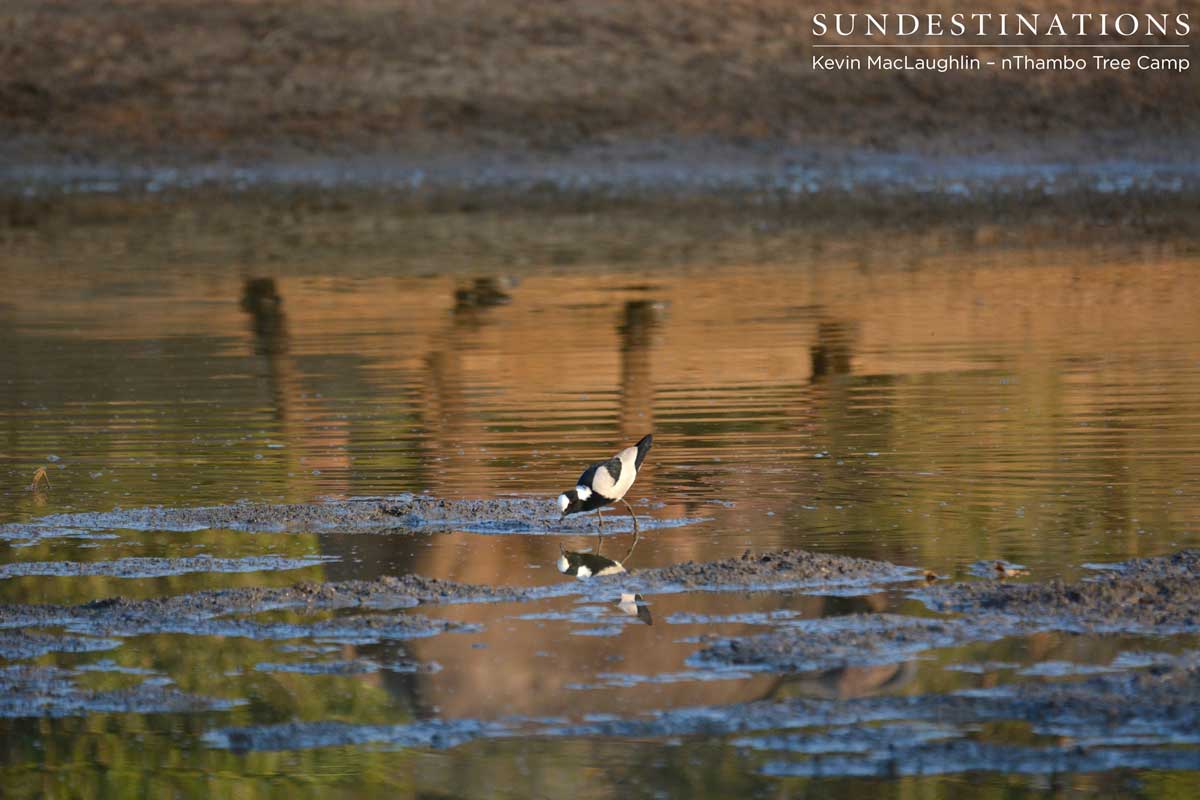 nThambo Lapwing nThambo Lapwing