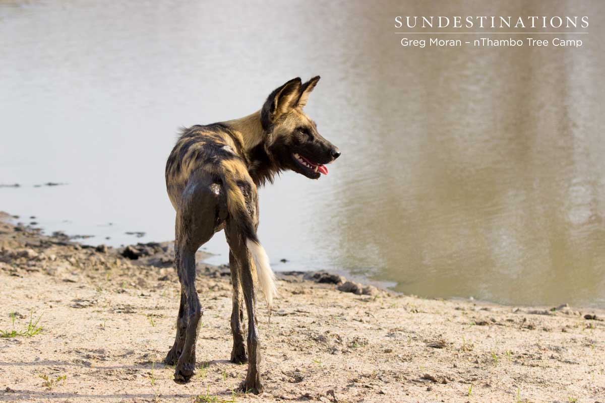 Wild Dog nThambo