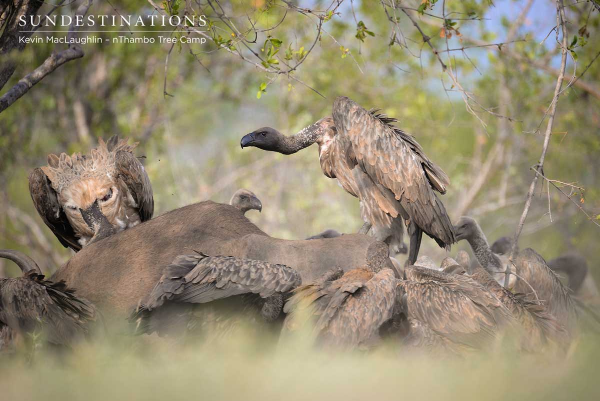Vultures on Carcass