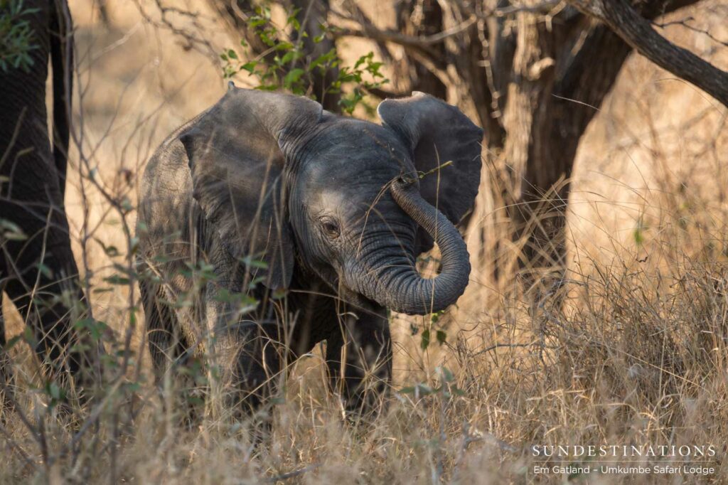 Elephant calf experimenting with her trunk Elephant calf experimenting with her trunk