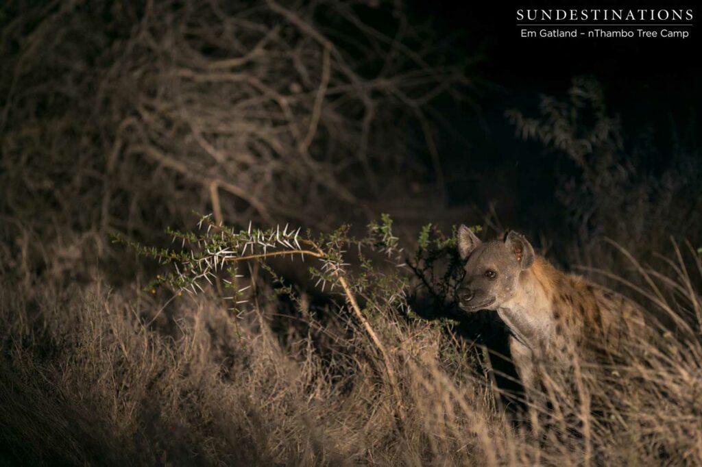 Spotted hyena in the dark Spotted hyena in the dark