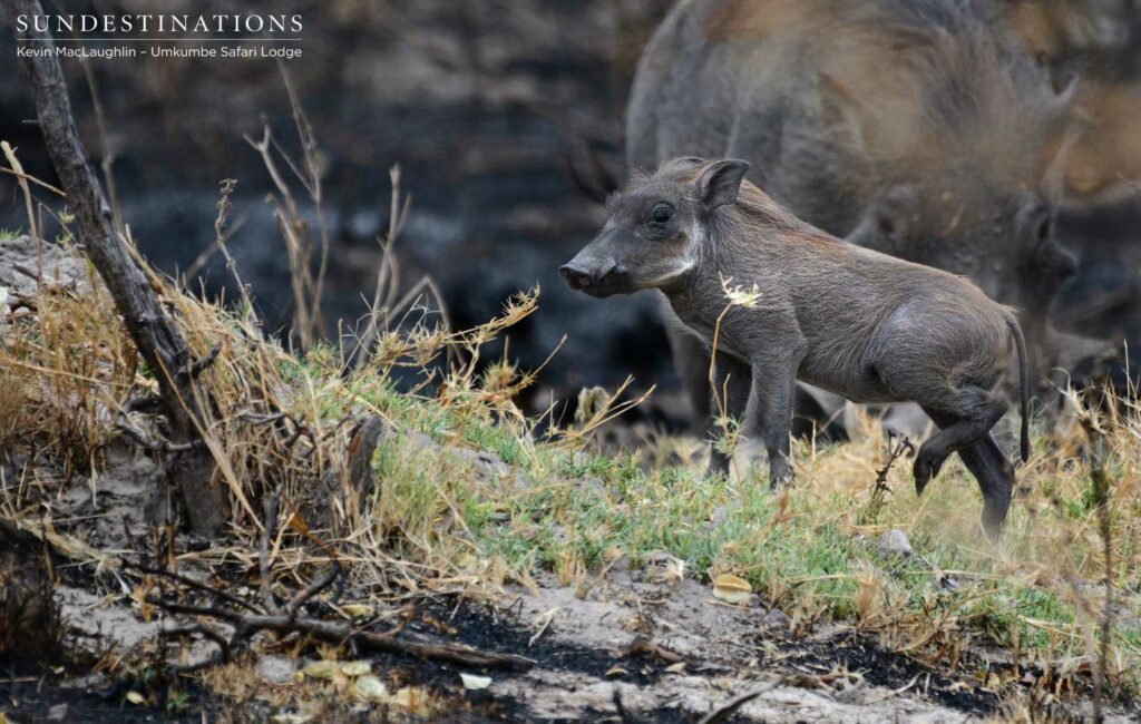 Warthog piglet, summer arrival Warthog piglet, summer arrival