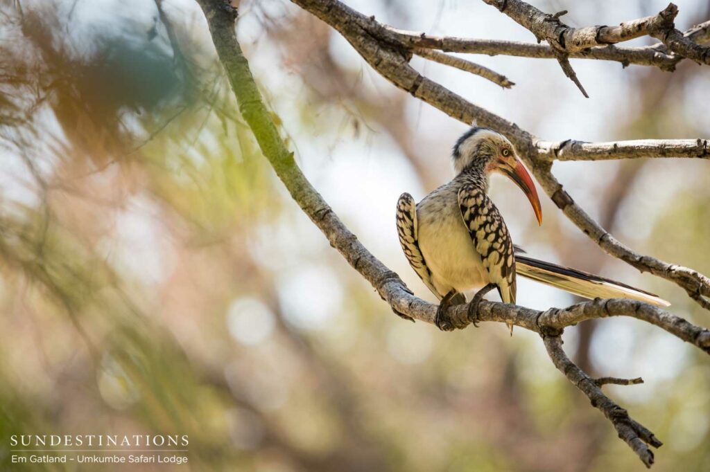 Red-billed hornbill Red-billed hornbill