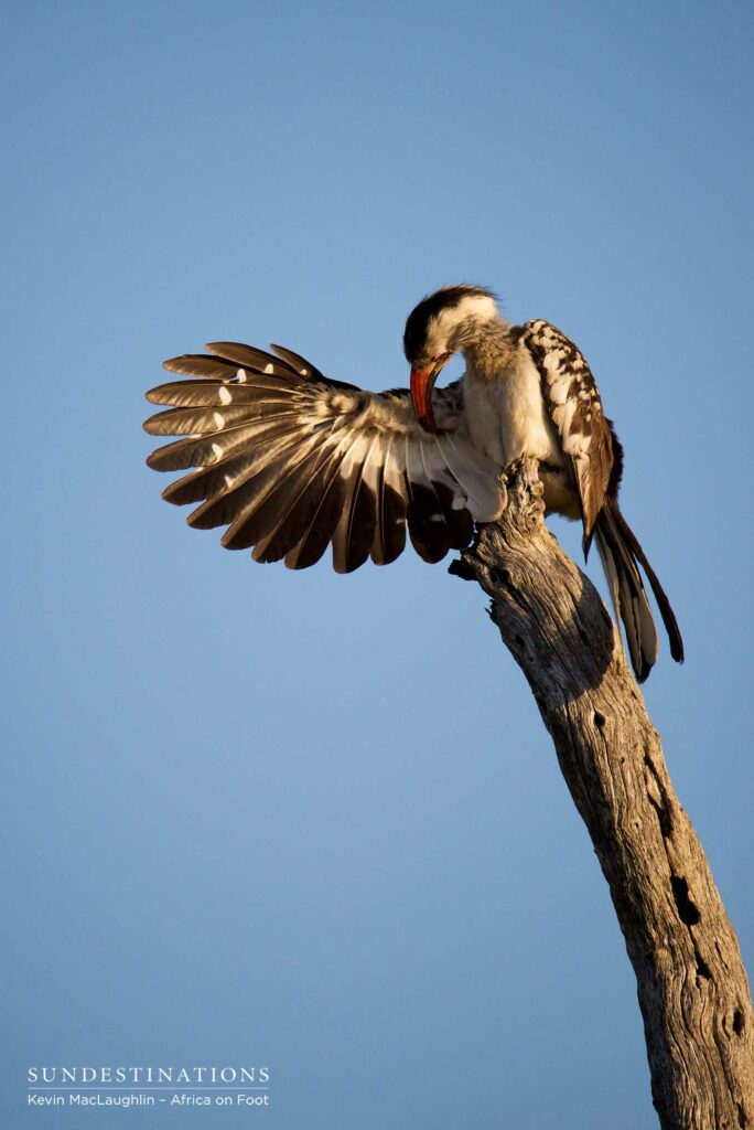 Red-billed hornbill preening Red-billed hornbill preening