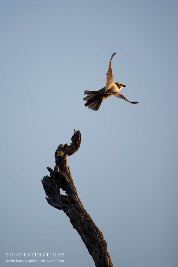 Southern white-crowned shrike in flight Southern white-crowned shrike in flight