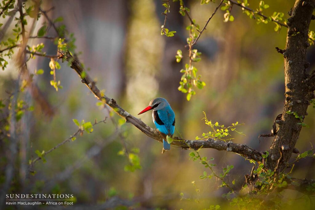 Summer's melody: woodland kingfisher Summer's melody: woodland kingfisher