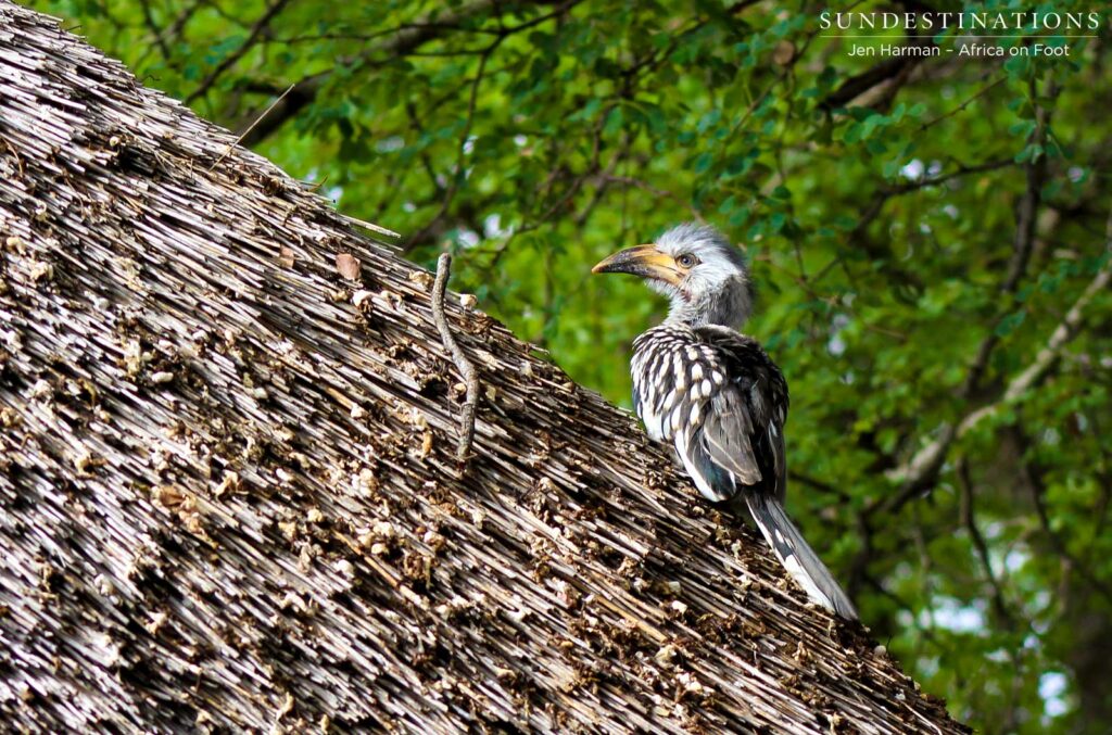 First flight to the thatched roof of Hardekool guest chalet