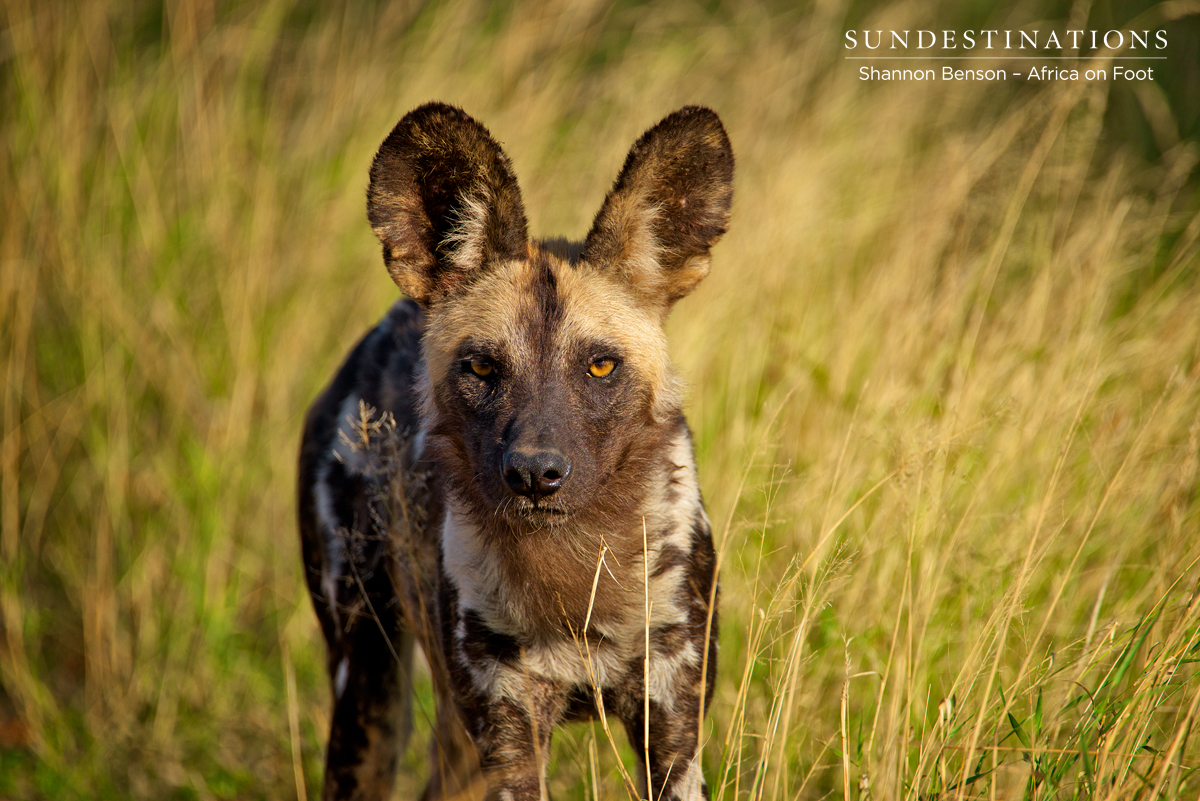 Wild Dog at Africa on Foot Wild Dog at Africa on Foot
