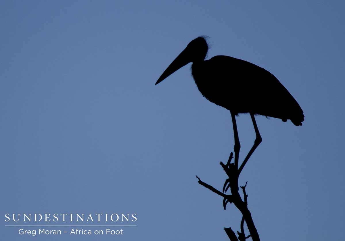 Stork Silhouette 