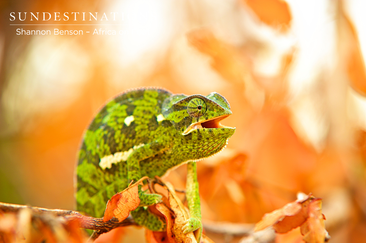 Flap-necked Chameleon Flap-necked Chameleon