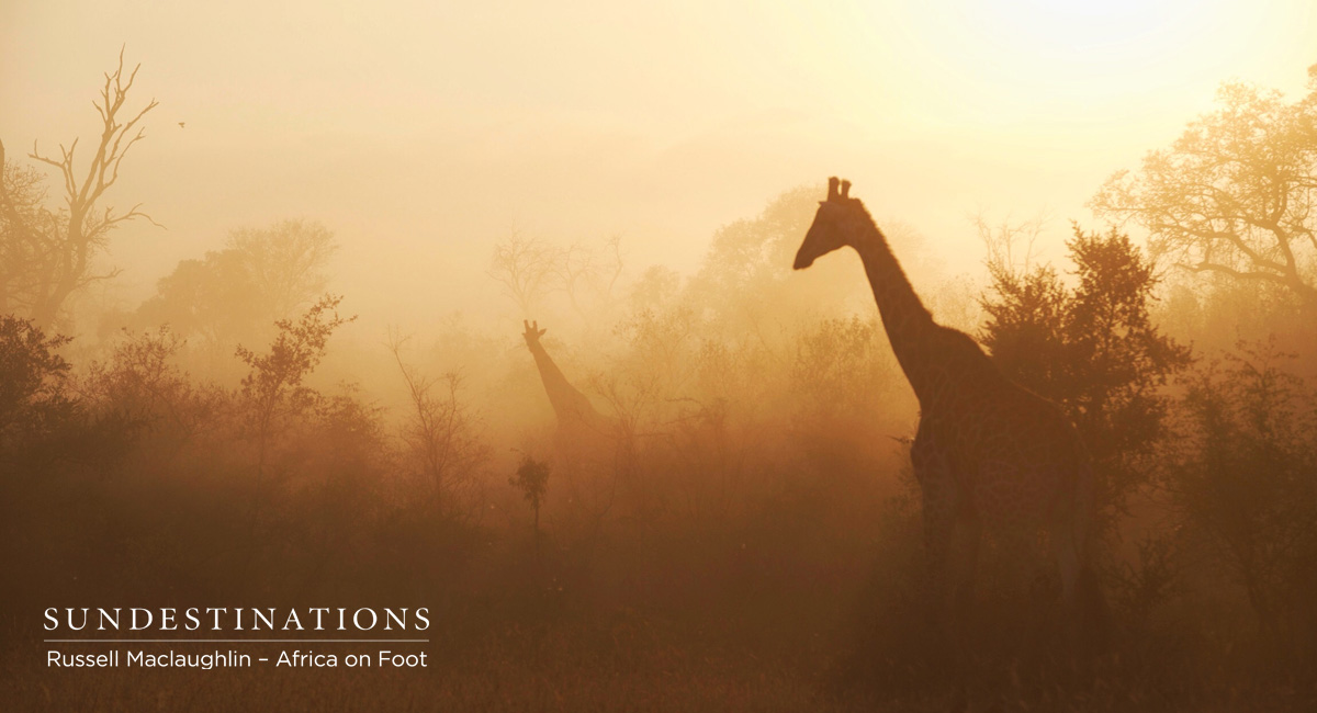 Giraffe at Africa on Foot Giraffe at Africa on Foot