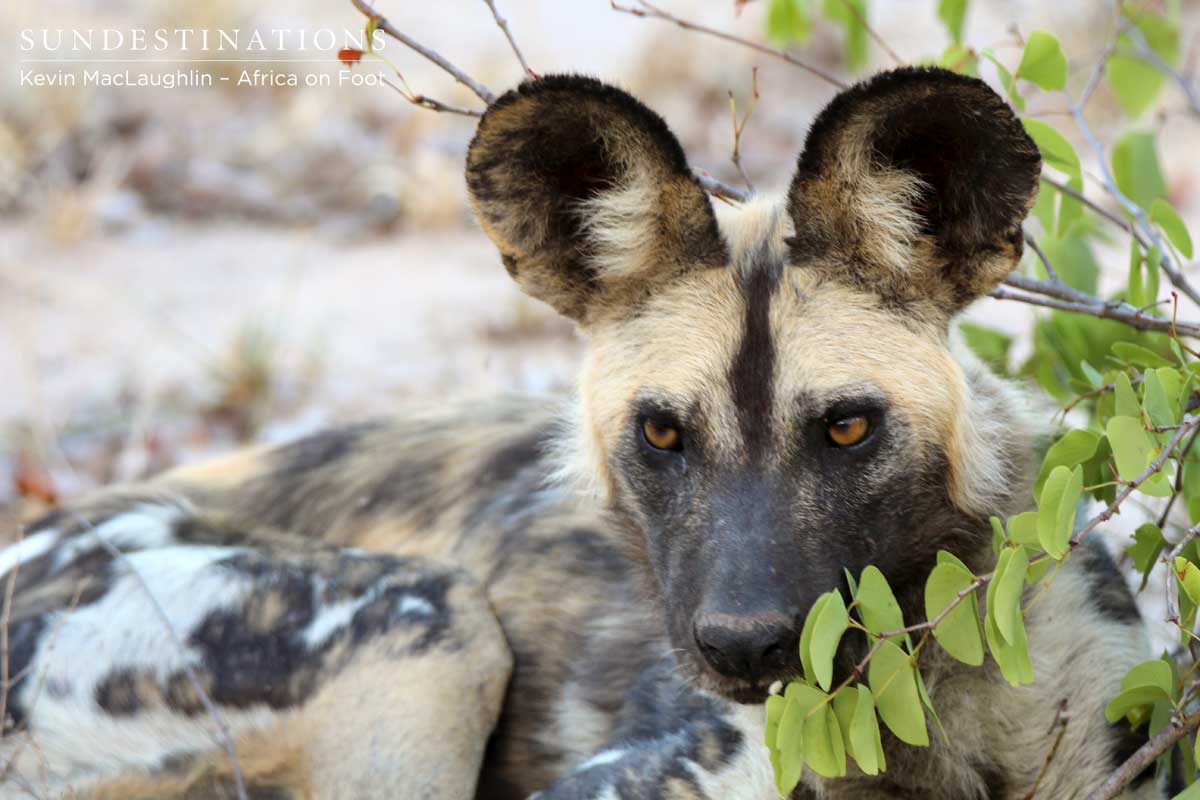 Wild Dog - Africa on Foot