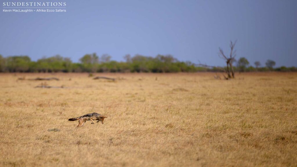 Pouncing black-backed jackal on Savute plains Pouncing black-backed jackal on Savute plains