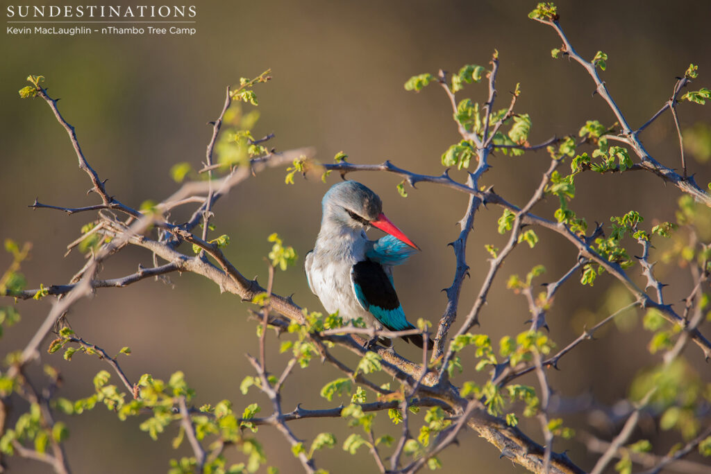 Woodland kingfisher mid-preen Woodland kingfisher mid-preen