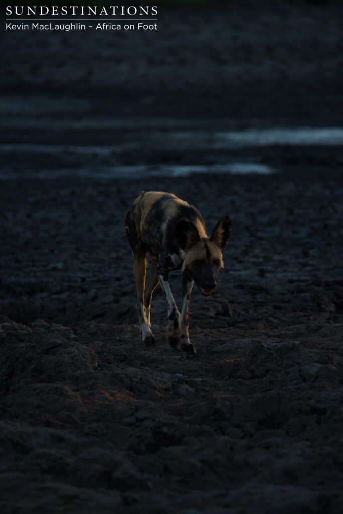 Wild dog in first light Wild dog in first light