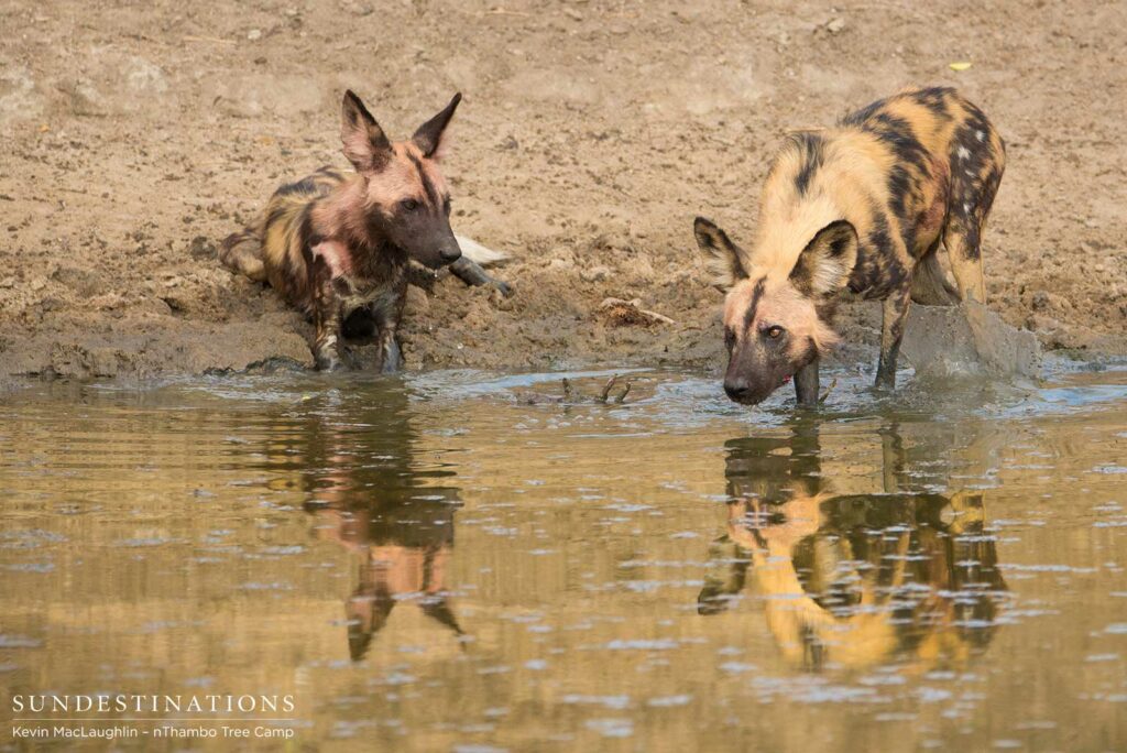 Thirsty dogs with evidence of recent meal on their fur