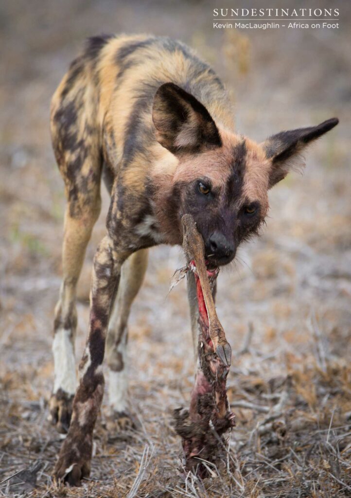DSC_9245 African wild dog and his piece of the pie