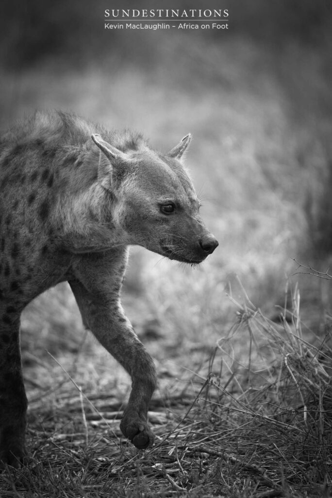 DSC_9378 Hyena steps gingerly around a lion kill site