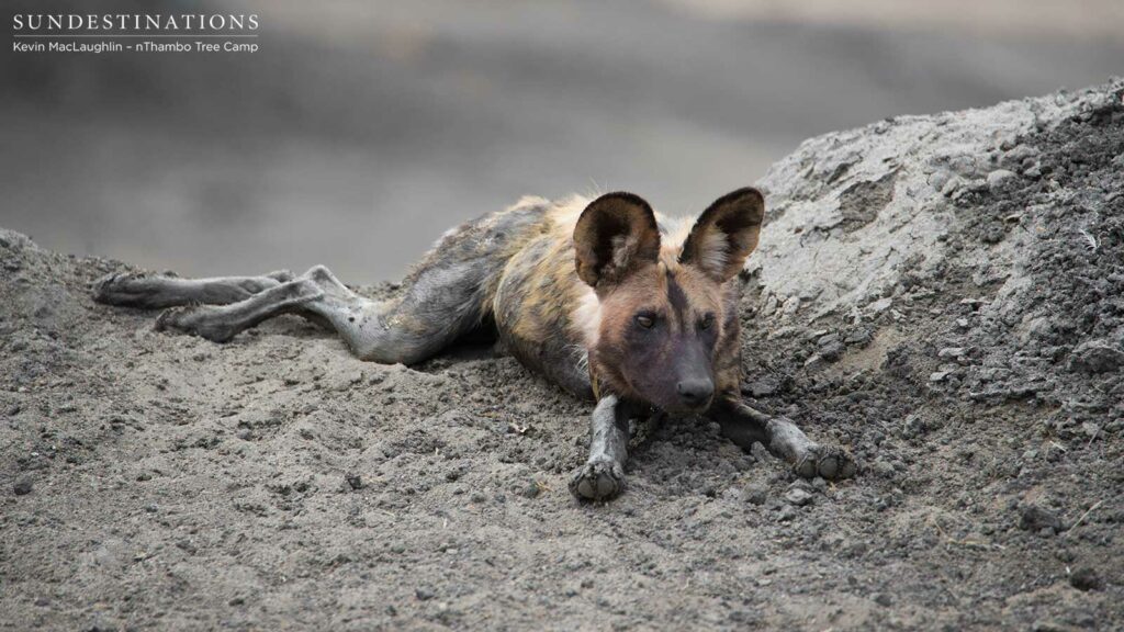 Blood-stained wild dog on a greyscale background Blood-stained wild dog on a greyscale background