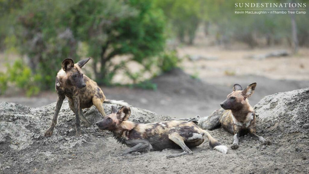 Wild dogs taking a rest at Buffel Dam