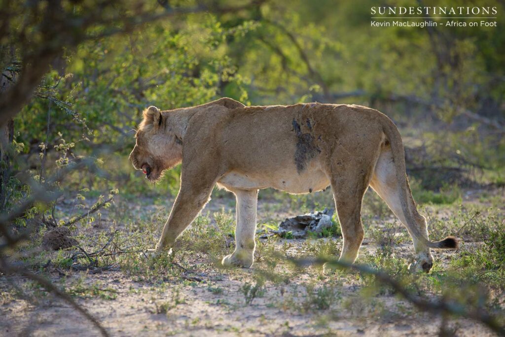 Injured lioness looks for shade Injured lioness looks for shade