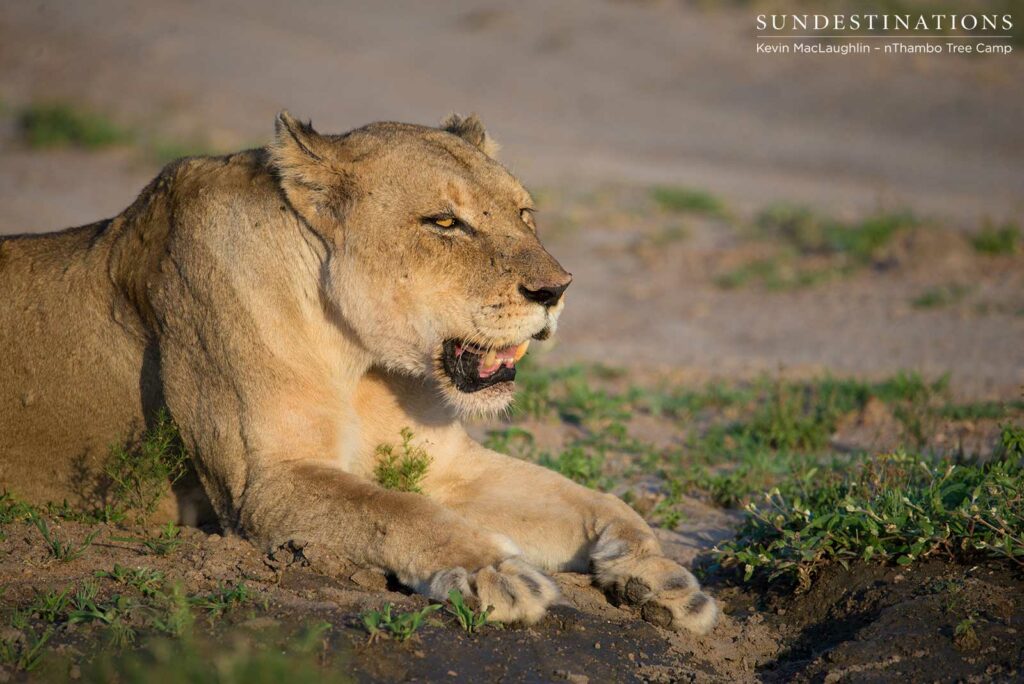 Panting after feasting on a buffalo Panting after feasting on a buffalo