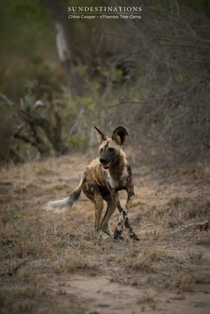 Dancing wild dog Dancing wild dog