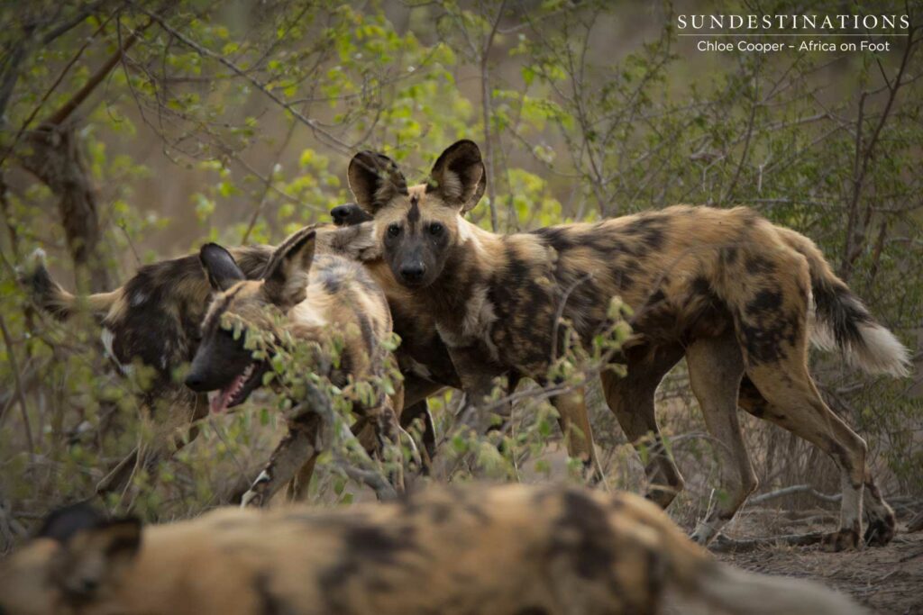 Pack of wild dogs on the move Pack of wild dogs on the move