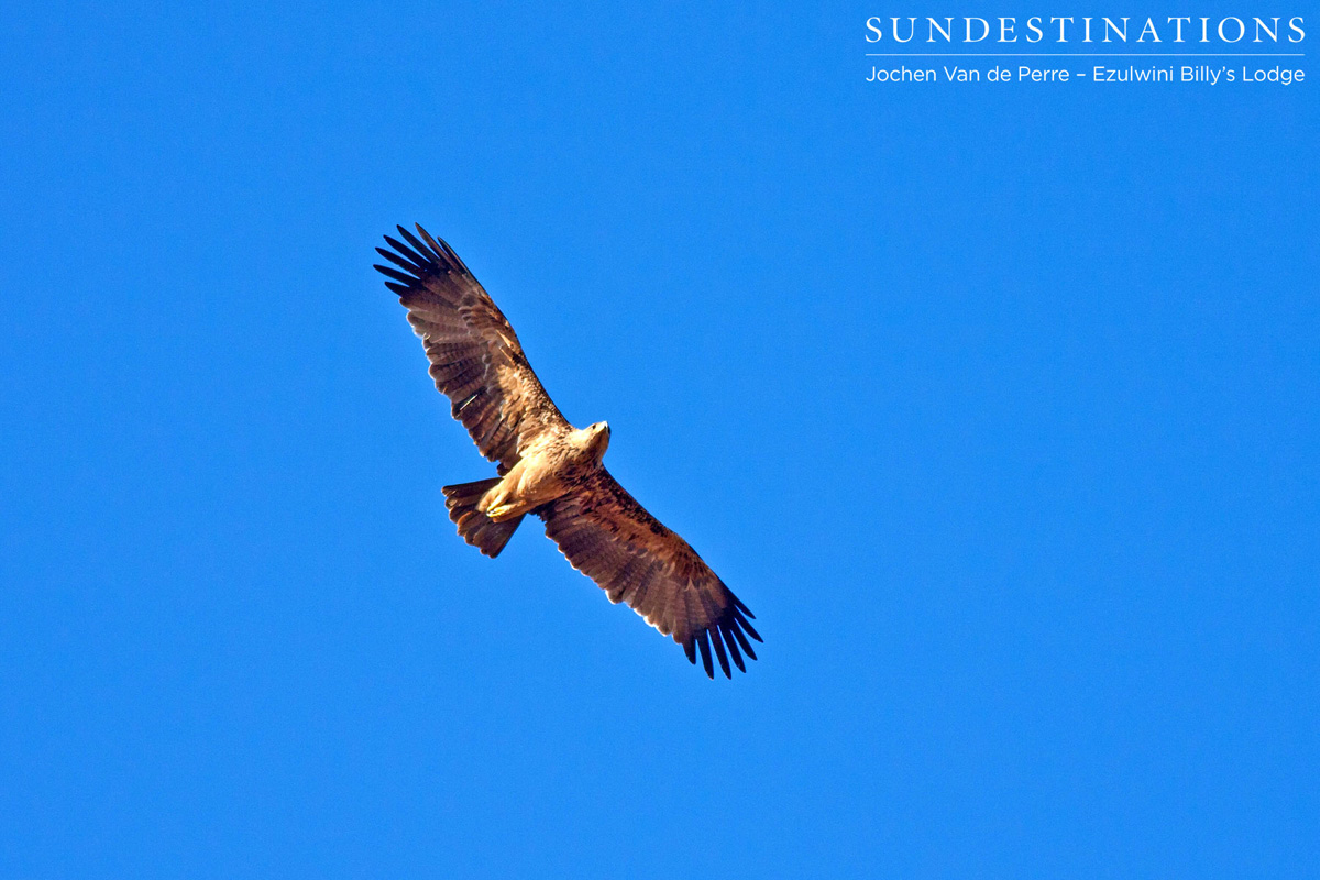 Bird of Prey Bird of Prey