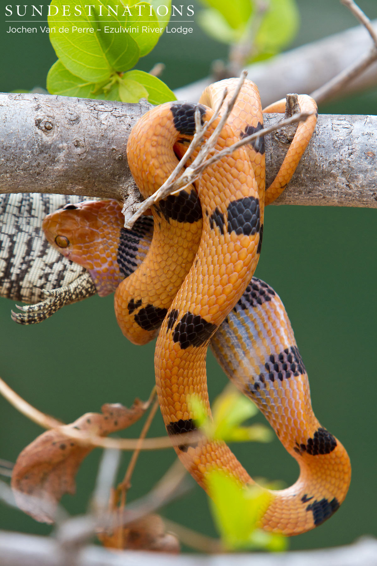 African Eastern Tiger Snake African Eastern Tiger Snake