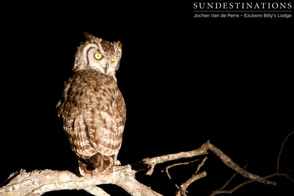 Owl
