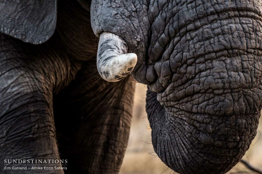 Elephant tusk Elephant tusk
