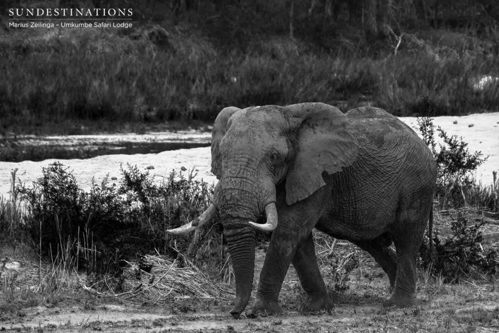 Giant elephant bull on the Sand River Giant elephant bull on the Sand River