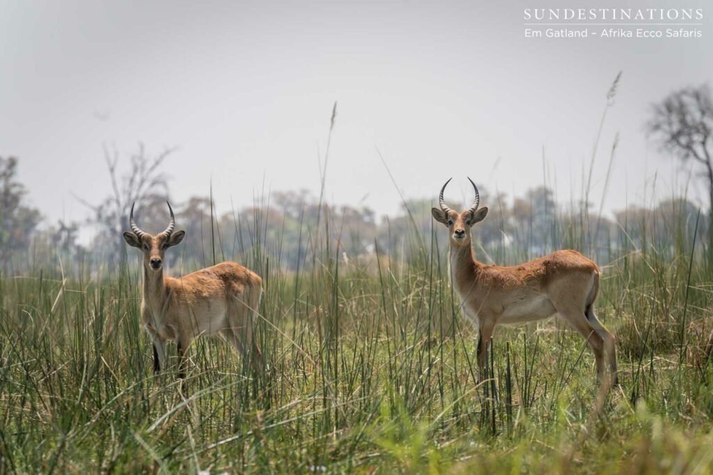 Red lechwe in the reeds Red lechwe in the reeds