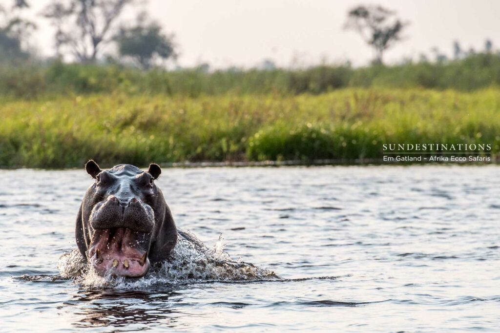 Territorial hippo charges out of the water Territorial hippo charges out of the water