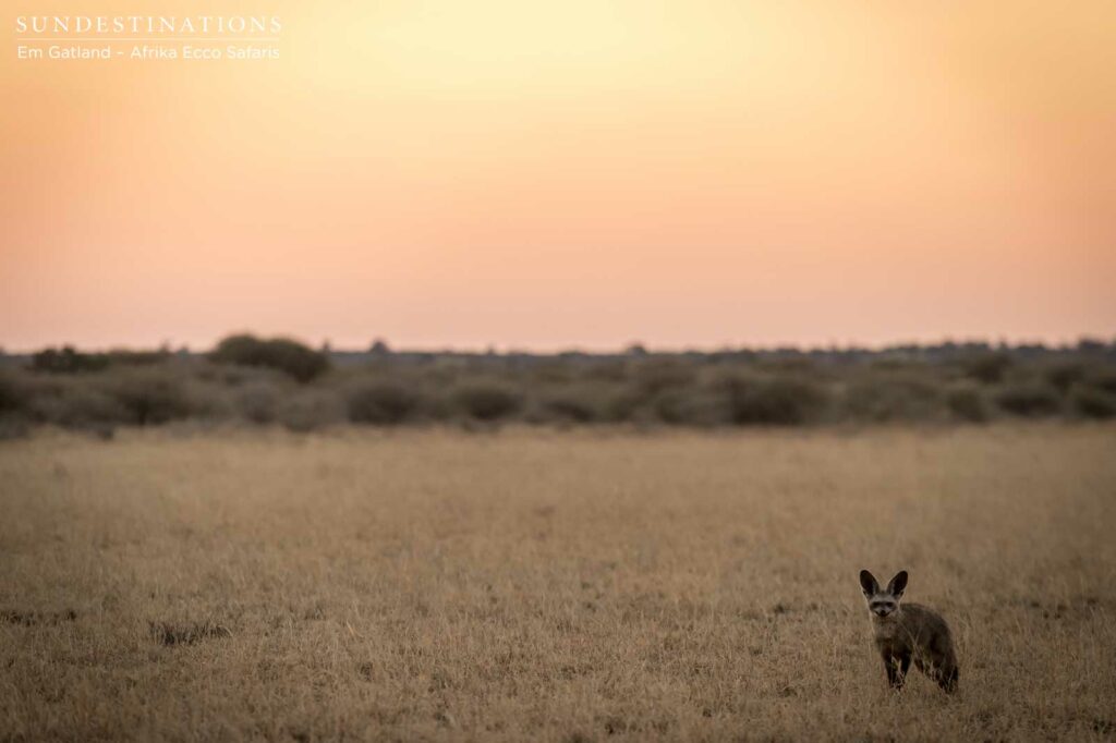 Bat-eared fox and the Kalahari sunset Bat-eared fox and the Kalahari sunset